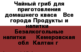 Чайный гриб для приготовления домашнего кваса - Все города Продукты и напитки » Безалкогольные напитки   . Кемеровская обл.,Калтан г.